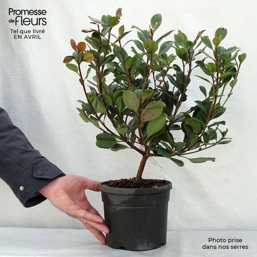 Amostra de Rhaphiolepis indica Spring Time Vaso de 3 L/4 L tal como entregue na primavera