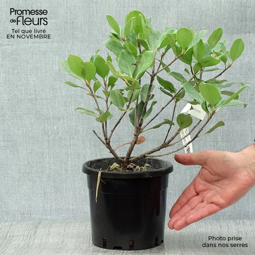 Amostra de Rhaphiolepis indica Spring Time Vaso de 3 L/4 L tal como entregue no outono