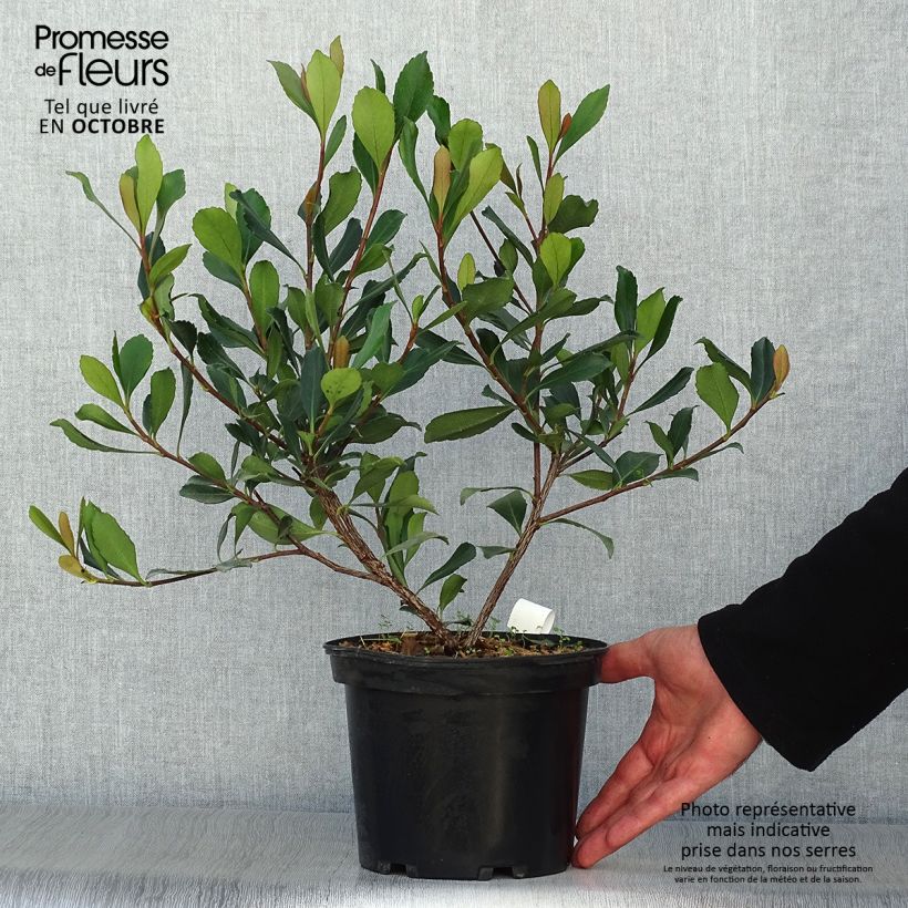 Amostra de Rhaphiolepis delacourii Coates Crimson Vaso de 2 L/3 L tal como entregue no outono
