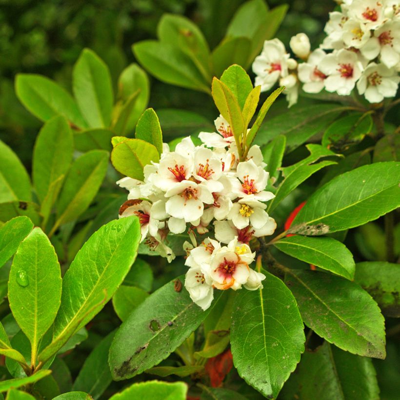 Rhaphiolepis umbellata Minor (Floração)