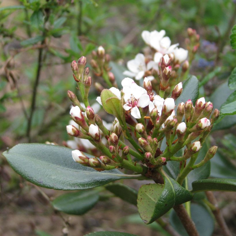 Rhaphiolepis umbellata Ovata (Floração)
