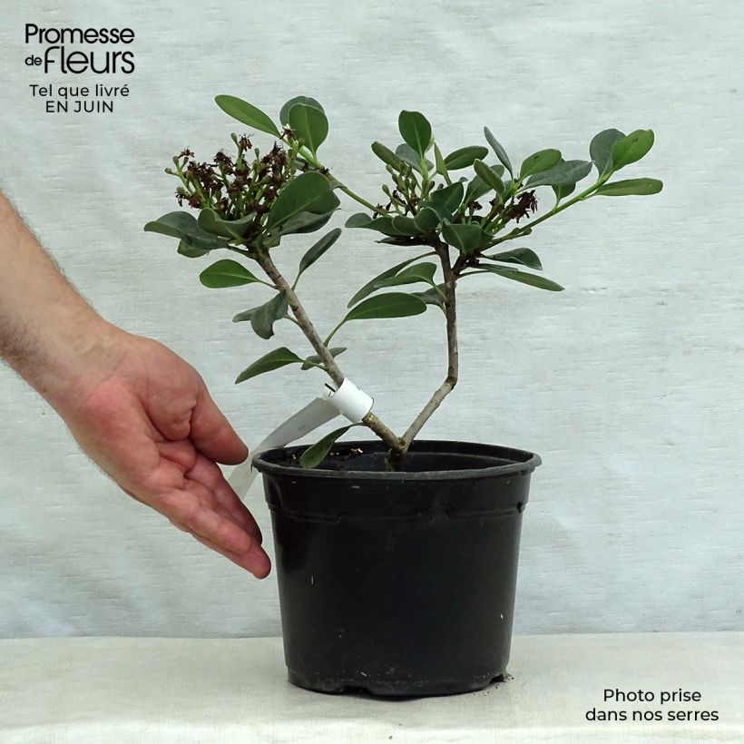 Amostra de Rhaphiolepis umbellata Ovata Vaso de 2 L/3 L tal como entregue no verão