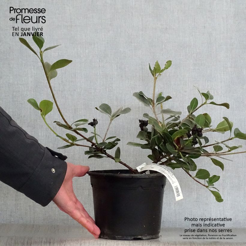 Amostra de Rhaphiolepis umbellata Ovata Vaso de 2 L/3 L tal como entregue no inverno