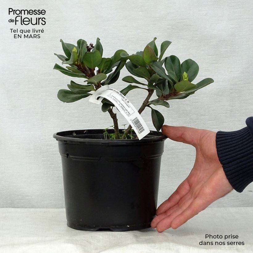Amostra de Rhaphiolepis umbellata Ovata Vaso de 2 L/3 L tal como entregue na primavera