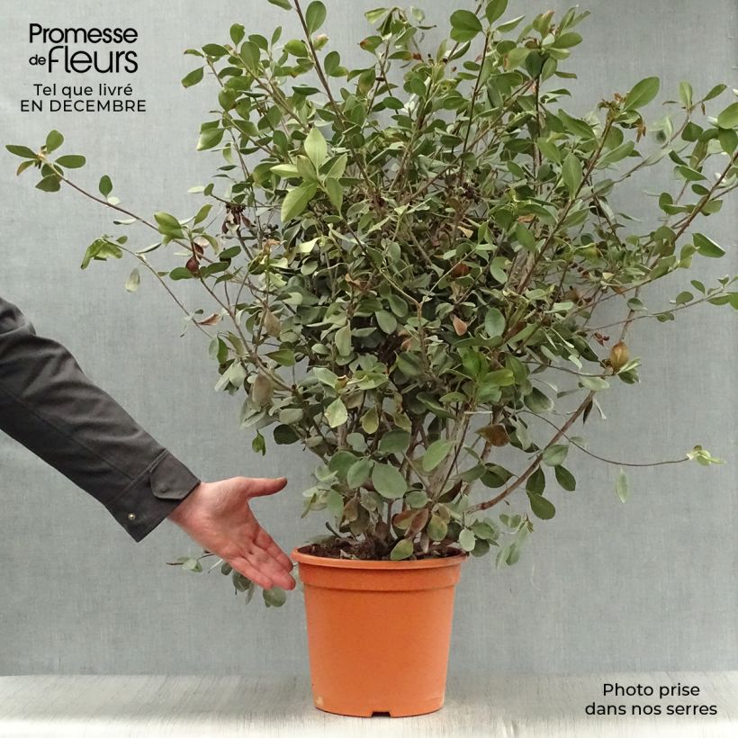 Amostra de Rhaphiolepis umbellata Ovata Vaso de 7,5 L/10 L tal como entregue no inverno