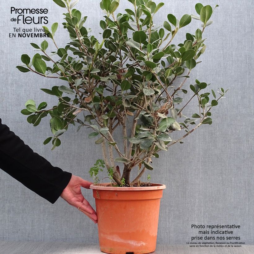 Amostra de Rhaphiolepis umbellata Ovata Vaso de 7,5 L/10 L tal como entregue no outono