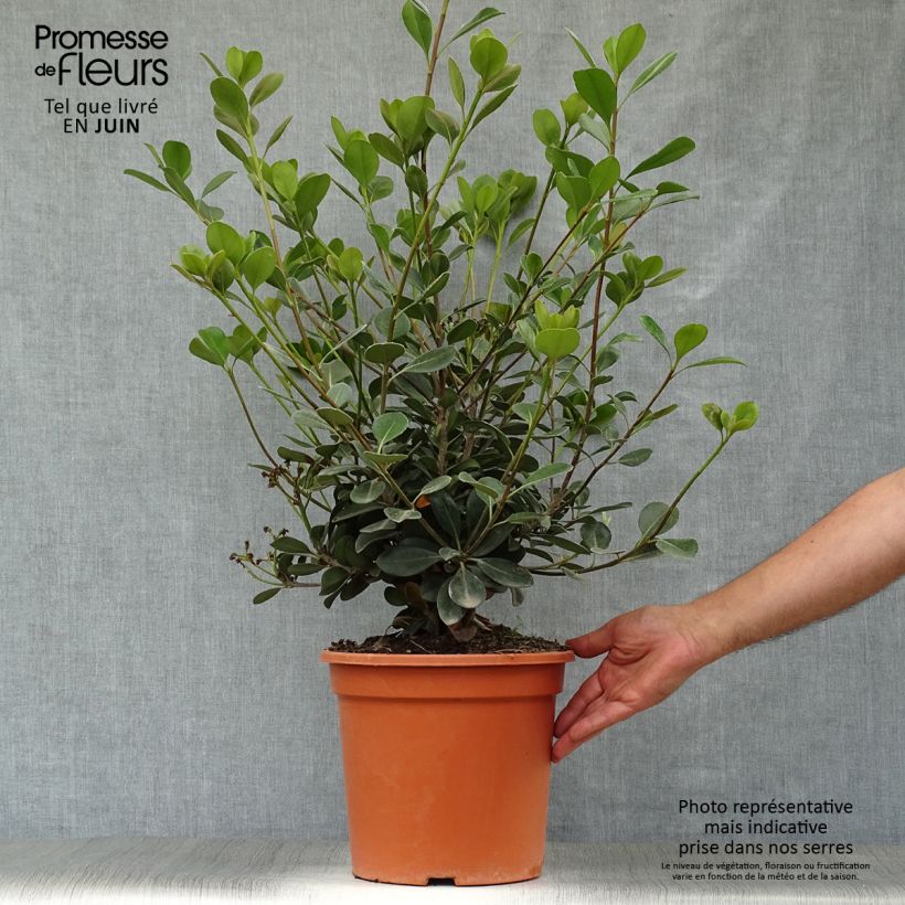 Amostra de Rhaphiolepis umbellata Ovata Vaso de 7,5 L/10 L tal como entregue no verão