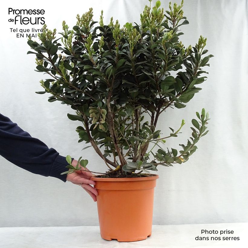 Amostra de Rhaphiolepis umbellata Ovata Vaso de 7,5 L/10 L tal como entregue na primavera