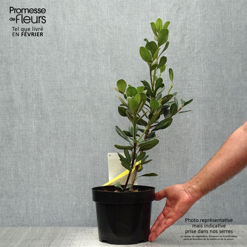 Amostra de Rhaphiolepis umbellata Vaso de 3 L/4 L tal como entregue no outono