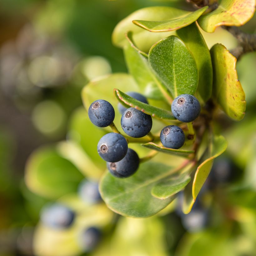 Rhaphiolepis umbellata (Colheita)