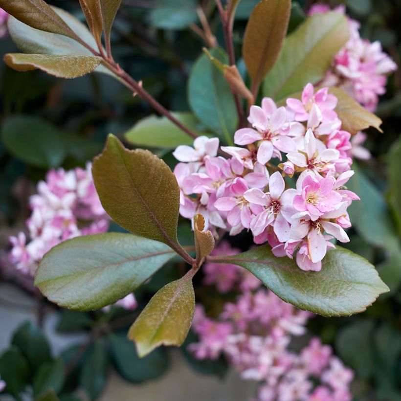 Rhaphiolepis indica Pink Cloud (Floração)