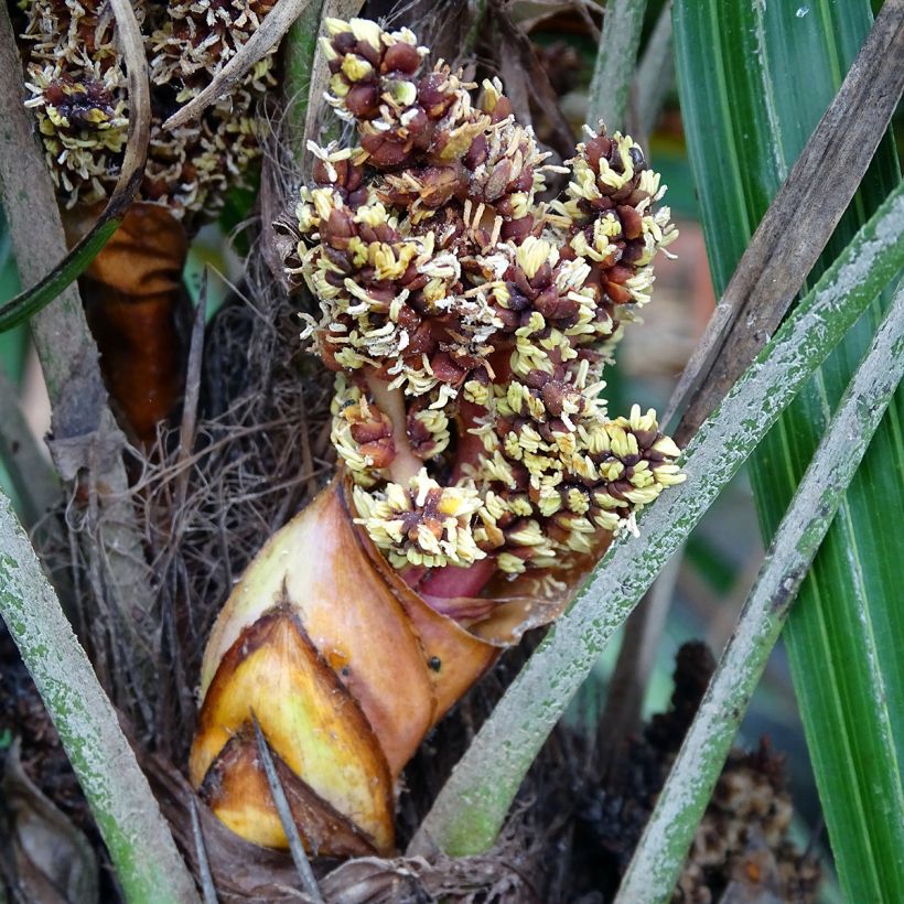 Rhapidophyllum hystrix (Floração)