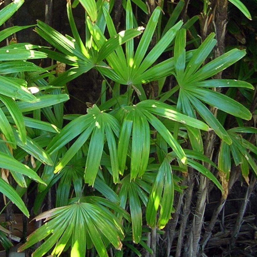 Rhapis excelsa (Folhagem)