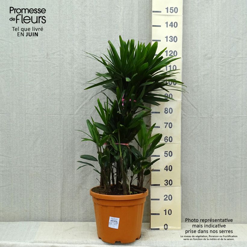 Amostra de Rhapis excelsa Vaso de 7,5 L/10 L tal como entregue no verão