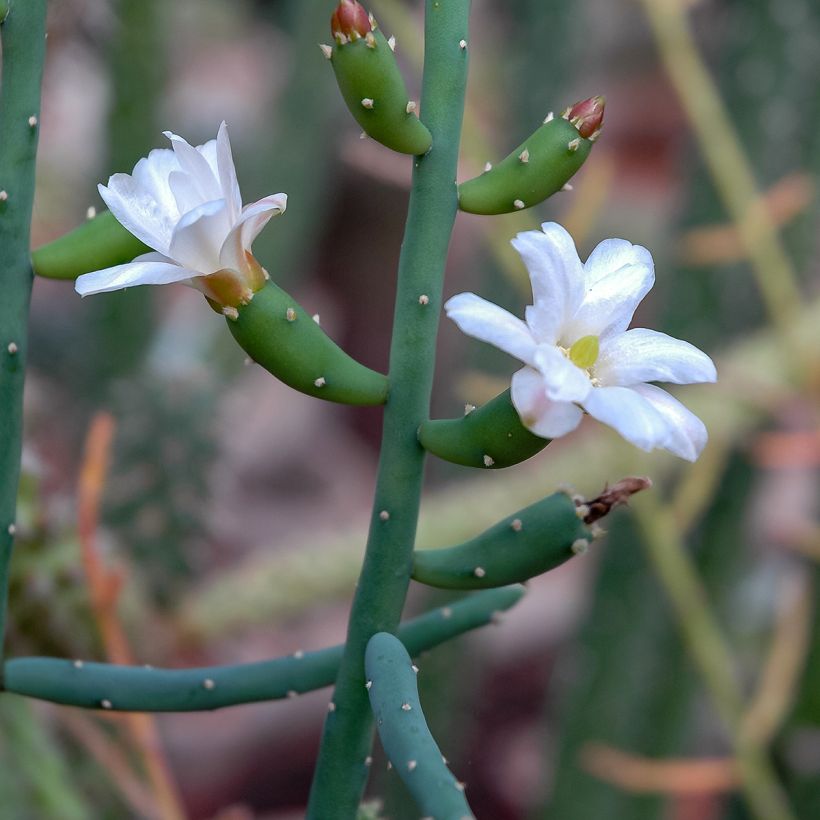 Rhipsalis baccifera (Floração)