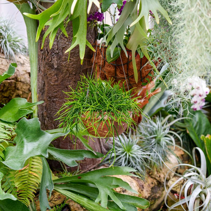 Rhipsalis baccifera (Hábito)