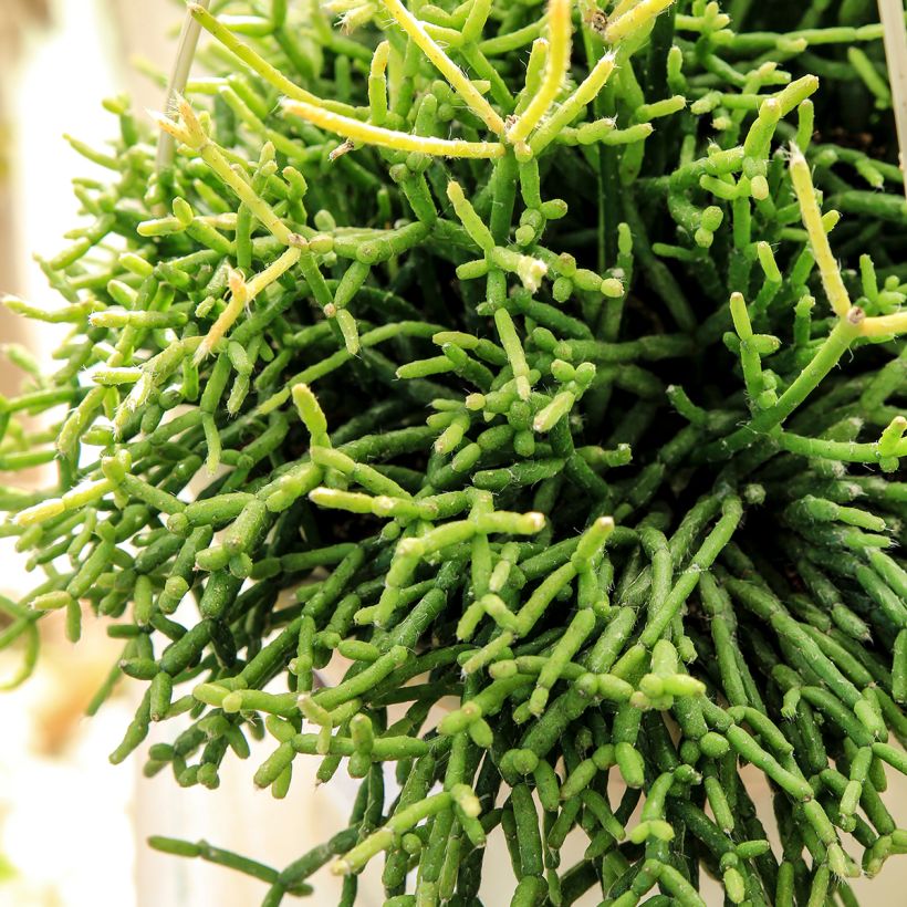 Rhipsalis cereuscula (Folhagem)