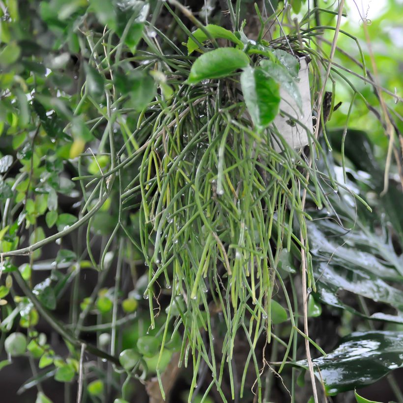 Rhipsalis cereuscula (Hábito)