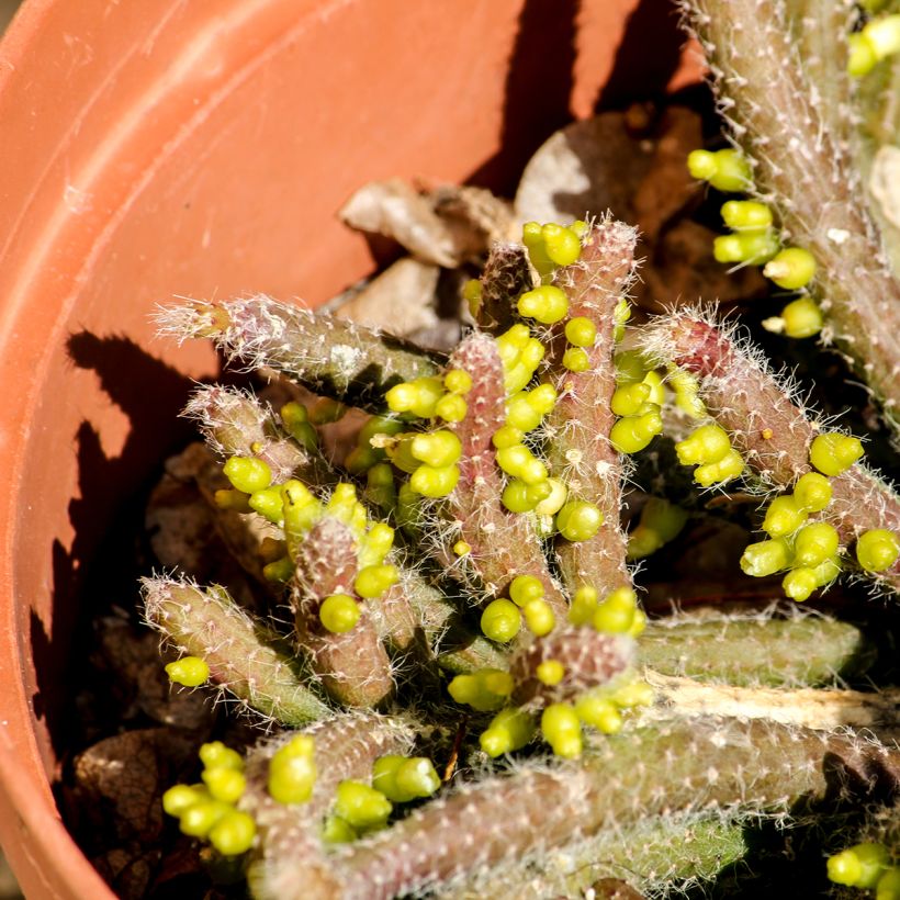 <em>Rhipsalis horrida</em> - cacto‑visco (Folhagem)