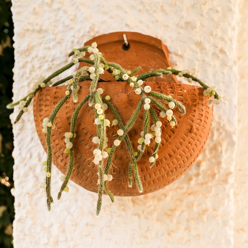 <em>Rhipsalis horrida</em> - cacto‑visco (Hábito)