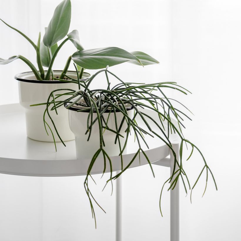 Rhipsalis cassutha - Ripsális (Hábito)