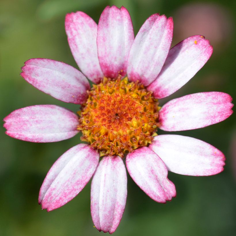 Rhodanthemum Marrakesh (Floração)