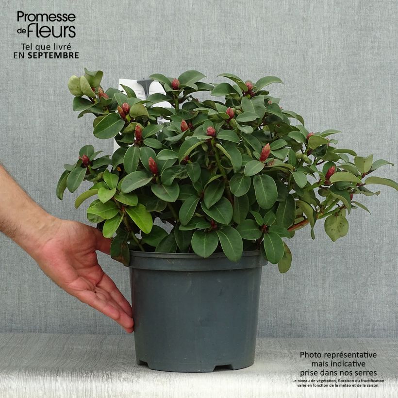 Amostra de Rhododendron williamsianum Gartendirektor Glocker Pot de 4L/5L tal como entregue no outono