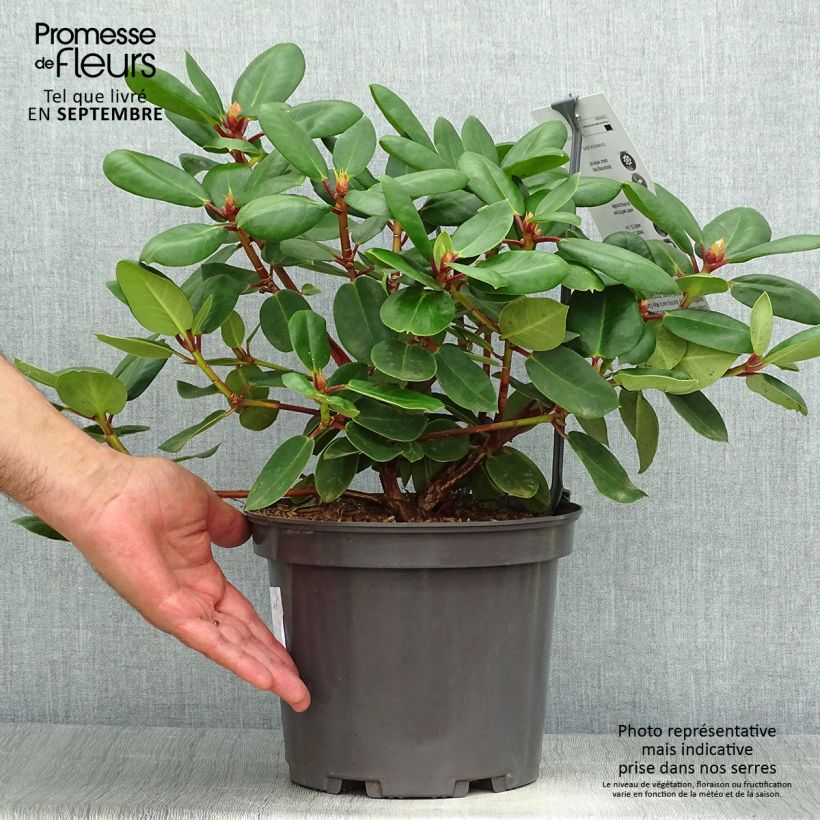 Amostra de Rhododendron williamsianum Gartendirektor Rieger Vaso de 4 L/5 L tal como entregue no outono