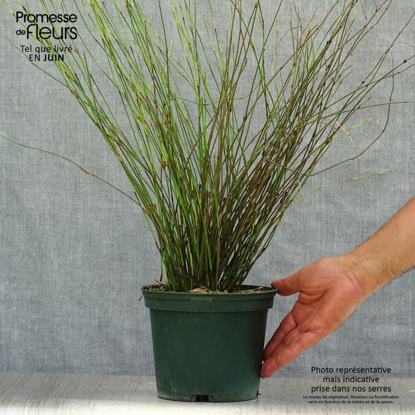 Amostra de Rhodocoma capensis Vaso de 2 L/3 L tal como entregue no verão