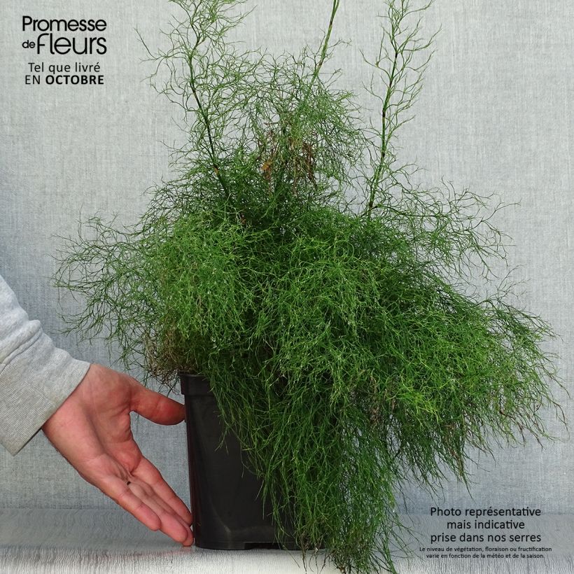 Amostra de Rhodocoma gigantea Vaso de 2 L/3 L tal como entregue no outono