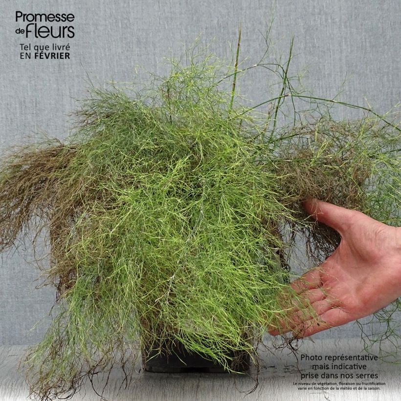 Amostra de Rhodocoma gigantea Vaso de 2 L/3 L tal como entregue no inverno