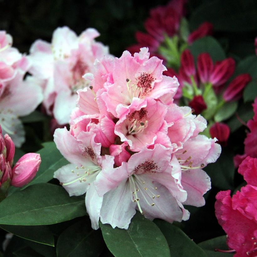 Rhododendron Albert Schweitzer (Floração)