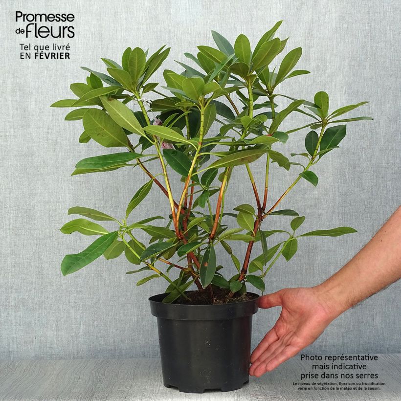 Amostra de Rhododendron Albert Schweitzer Vaso de 4 L/5 L tal como entregue no outono