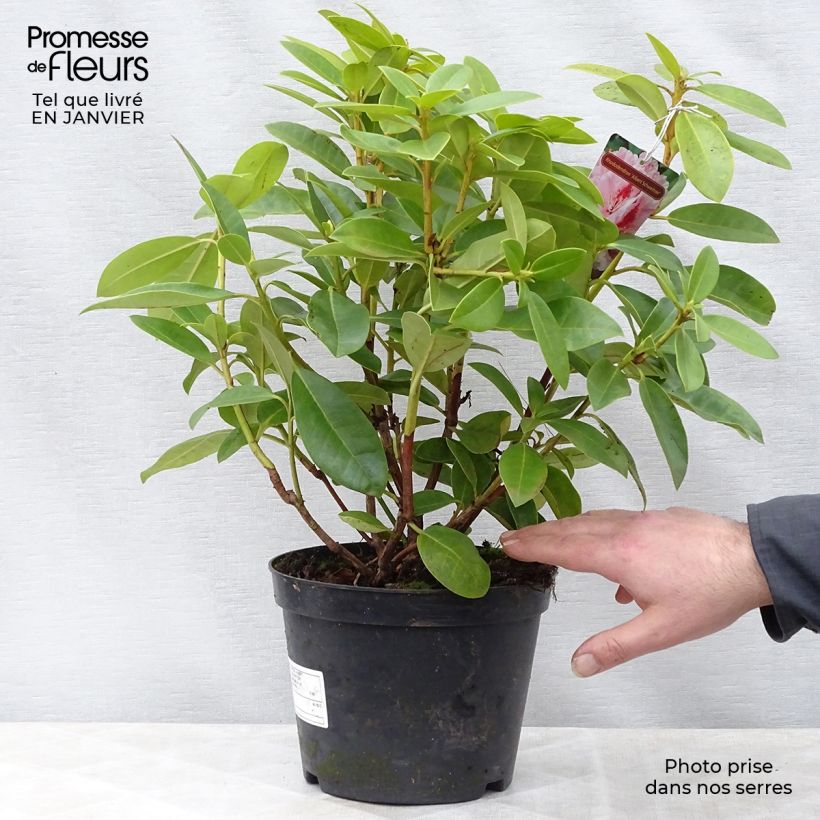 Amostra de Rhododendron Albert Schweitzer Vaso de 4 L/5 L tal como entregue no inverno