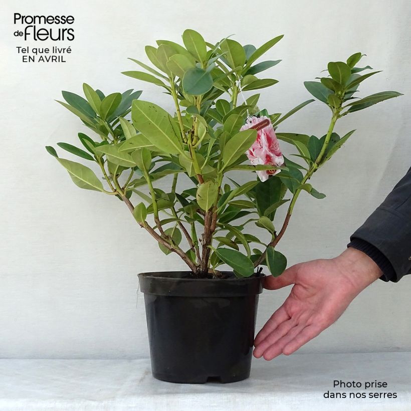 Amostra de Rhododendron Albert Schweitzer Vaso de 4 L/5 L tal como entregue na primavera