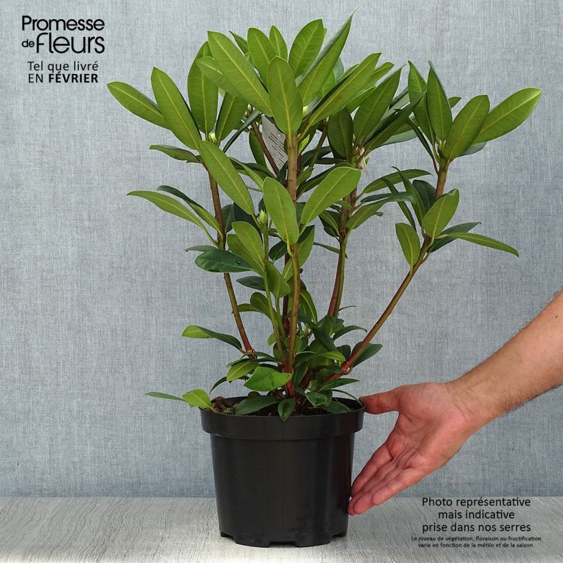 Amostra de Rhododendron Alfred Vaso de 4 L/5 L tal como entregue no outono