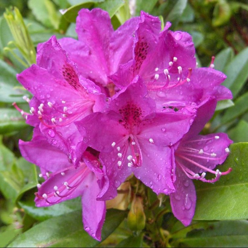 Rhododendron Anah Kruschke (Floração)