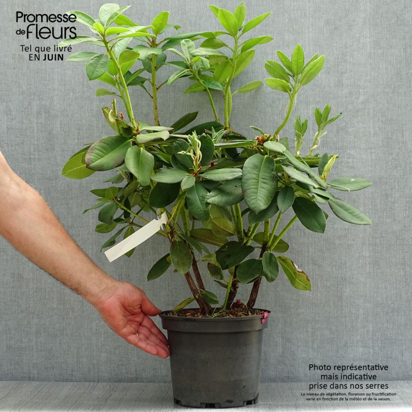 Amostra de Rhododendron Anna Rose Whitney Vaso de 4 L/5 L tal como entregue no verão