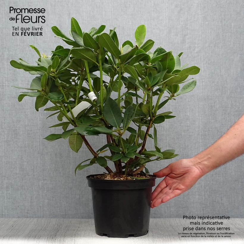 Amostra de Rhododendron Anna Rose Whitney Vaso de 4 L/5 L tal como entregue no outono