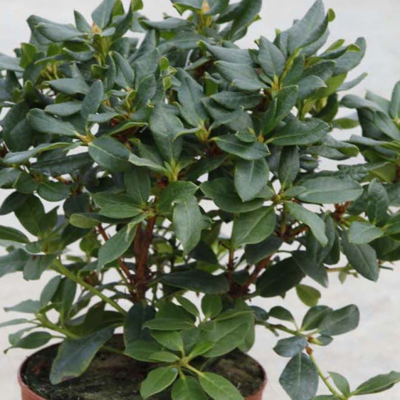 Rhododendron Baden-Baden - Rododendro Anão (Folhagem)