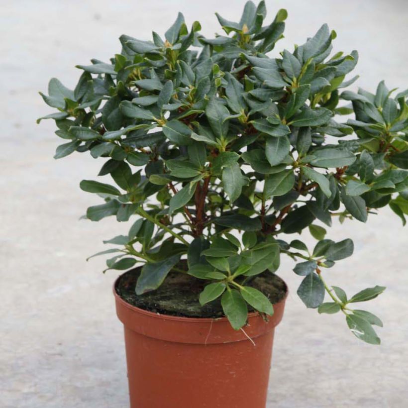 Rhododendron Baden-Baden - Rododendro Anão (Hábito)