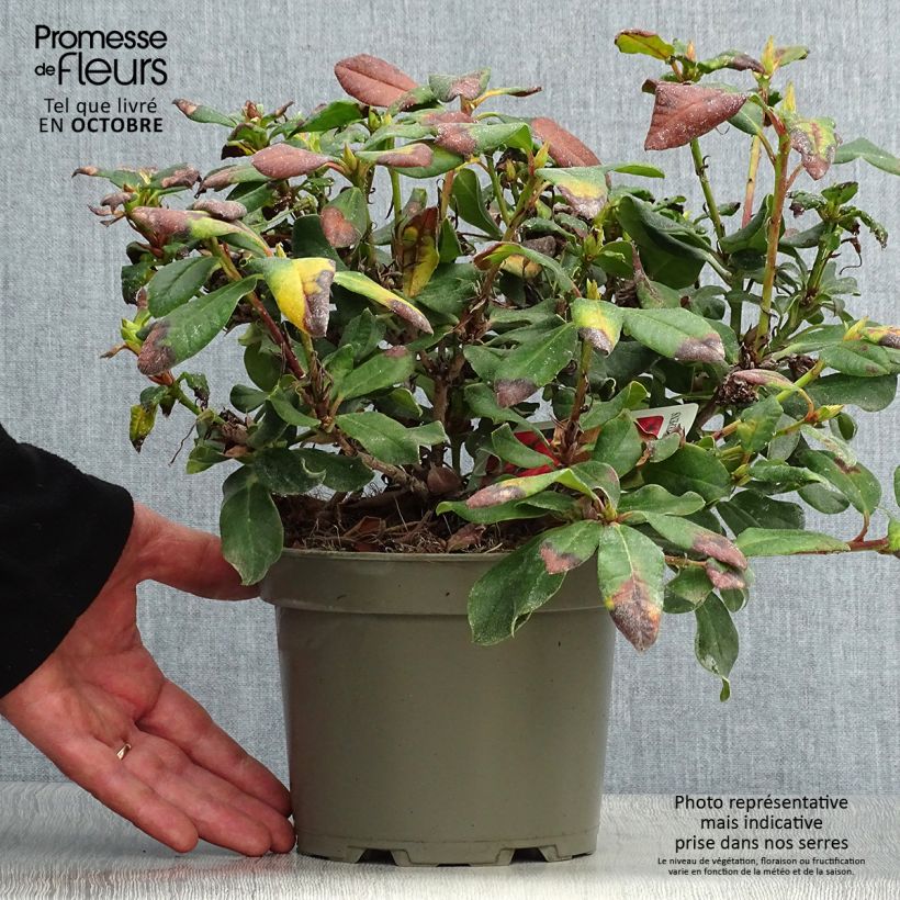 Amostra de Rhododendron Baden-Baden - Rododendro Anão Vaso de 2 L/3 L tal como entregue no outono