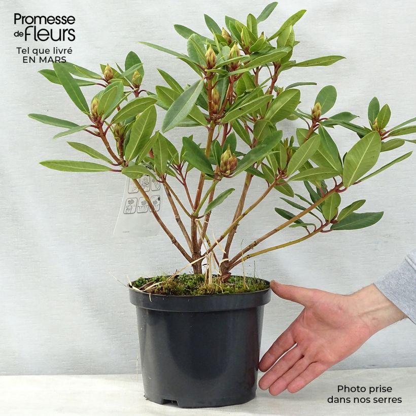 Amostra de Rhododendron Bernstein - Rododendro Anão Vaso de 4 L/5 L tal como entregue na primavera