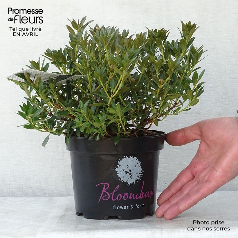 Amostra de Rhododendron INKARHO Bloombux - Rododendro Anão Vaso de 2 L/3 L tal como entregue na primavera