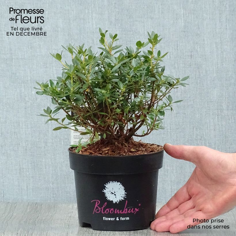 Amostra de Rhododendron INKARHO Bloombux - Rododendro Anão Vaso de 2 L/3 L tal como entregue no inverno