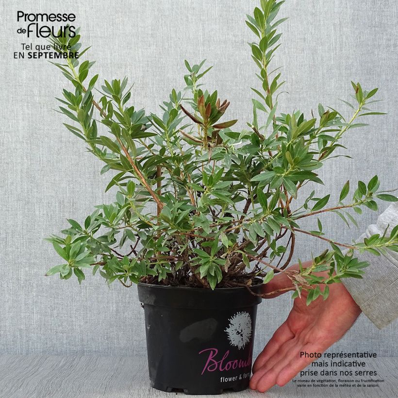 Amostra de Rhododendron INKARHO Bloombux - Rododendro Anão Vaso de 2 L/3 L tal como entregue no outono