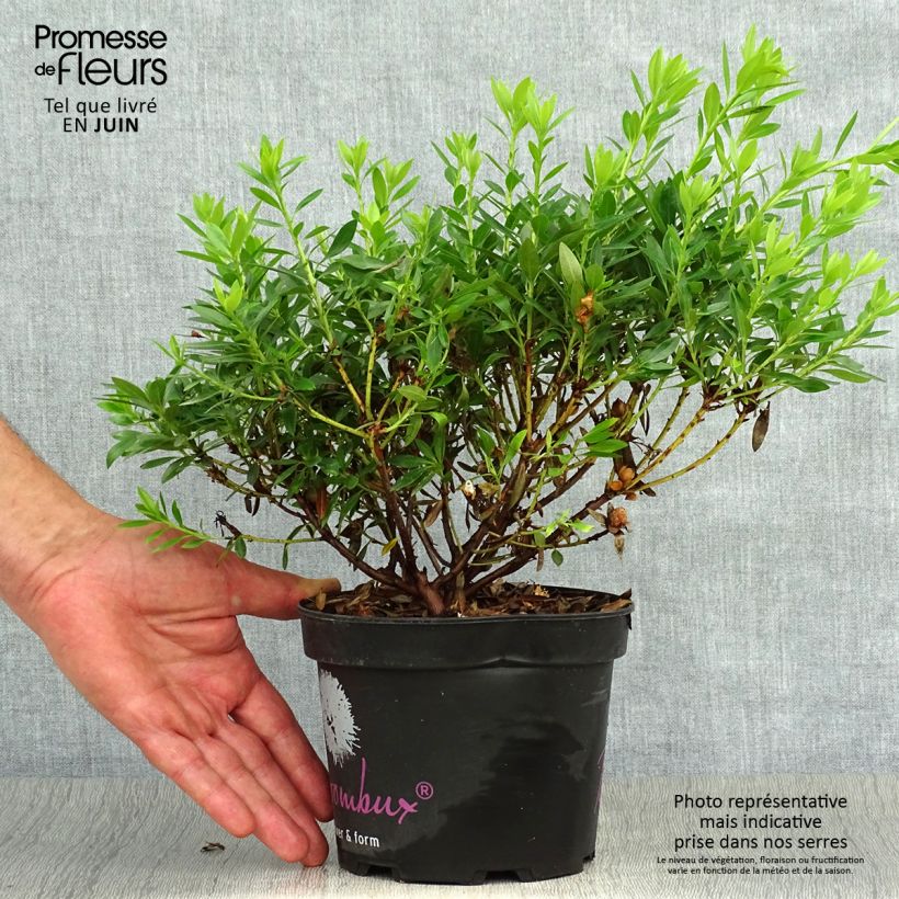 Amostra de Rhododendron INKARHO Bloombux - Rododendro Anão Vaso de 2 L/3 L tal como entregue no verão