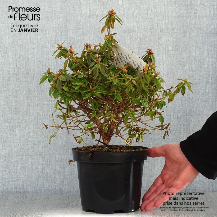 Amostra de Rhododendron Blue Tit Vaso de 2 L/3 L tal como entregue no inverno