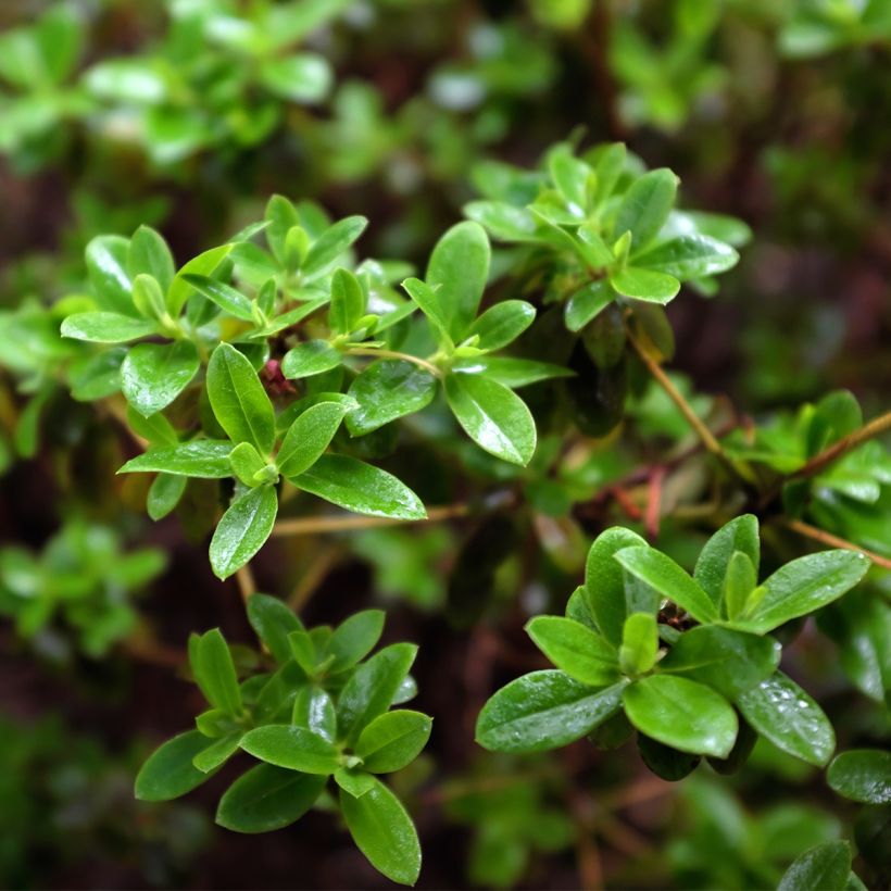 Rhododendron Blue Tit - Rododendro Anão (Folhagem)
