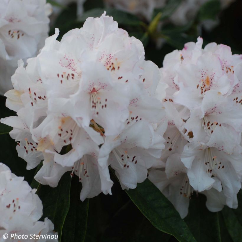 Rhododendron Boddaertianum (Floração)